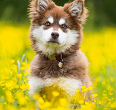 Model Girl