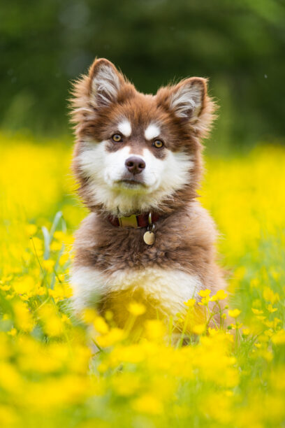 Model Girl