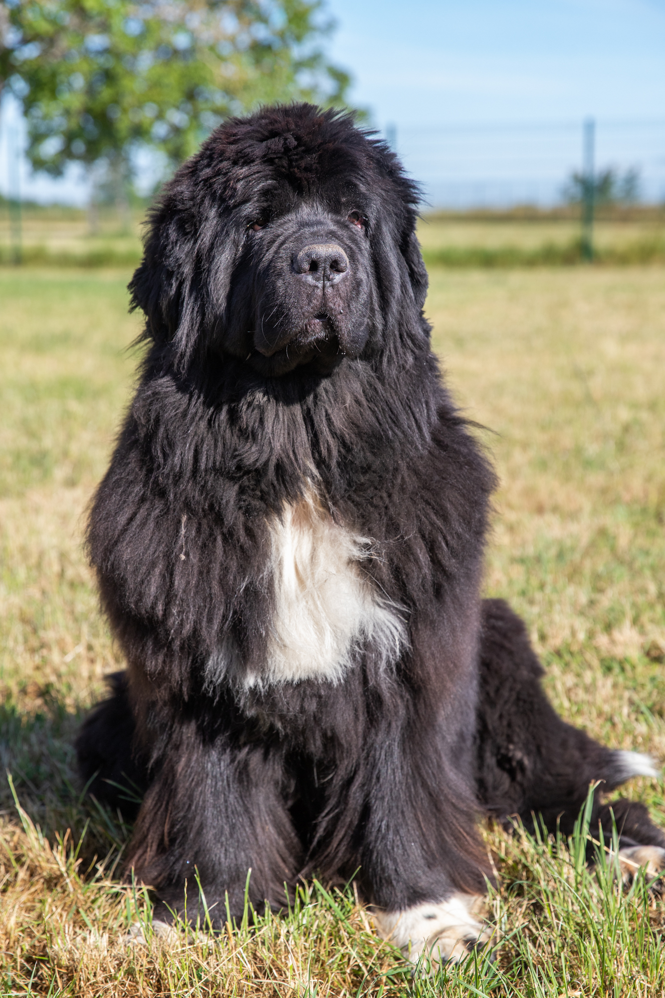 mise en valeur d'un chien d'elevage en vendee