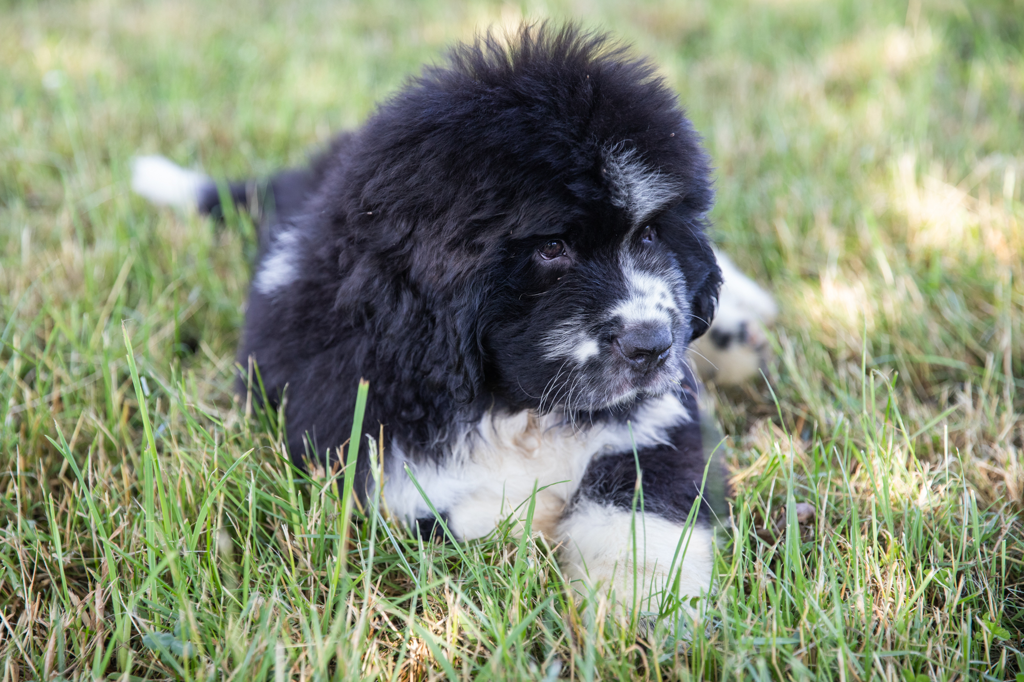 mise en valeur d'un chiot d'un elevage de chien