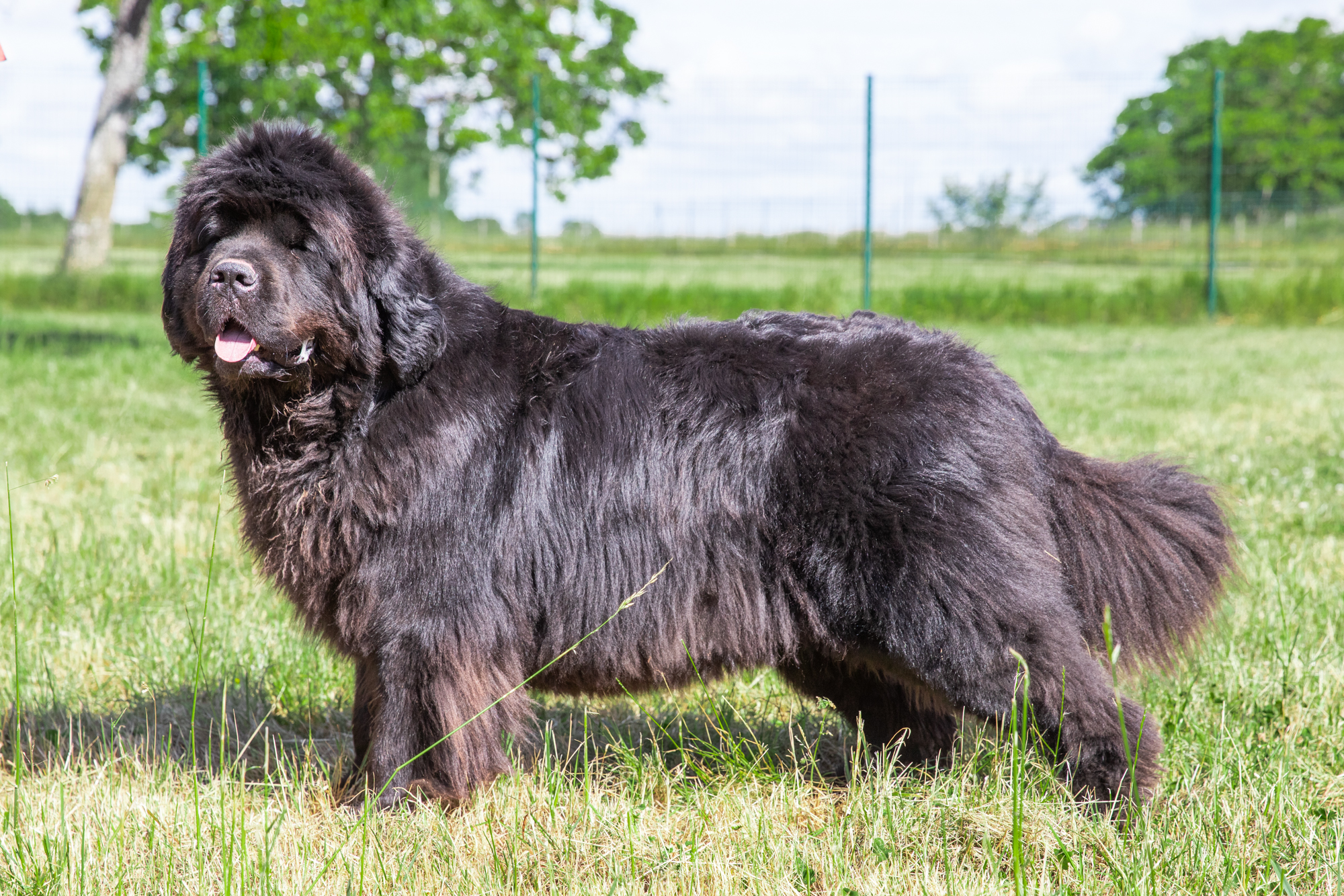 mise en valeur d'un chien d'un elevage en Vendee