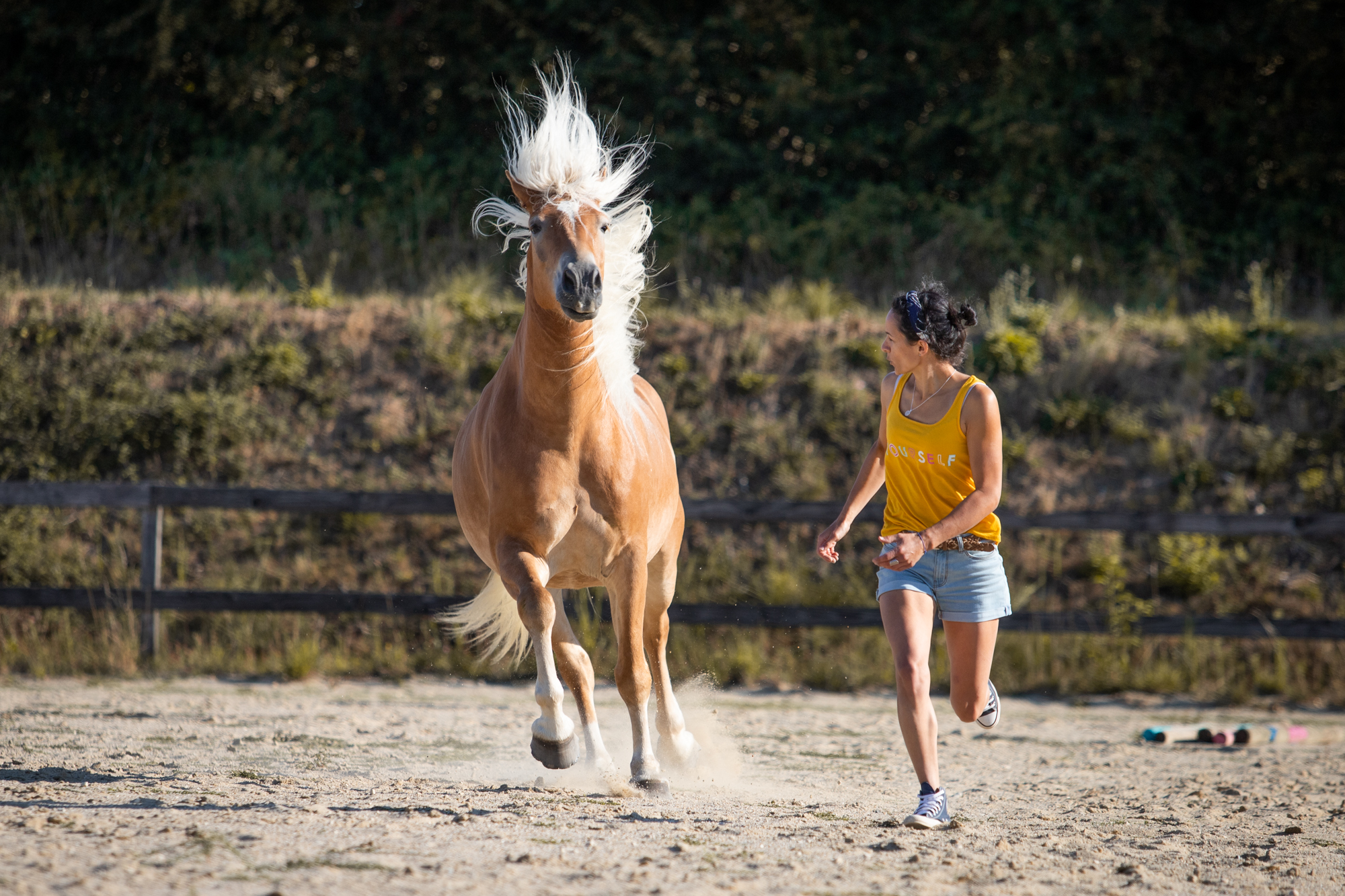 shooting entre cheval et sa proprietaire en vendee