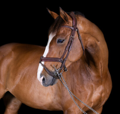 Portrait-cheval-fond-noir-studio